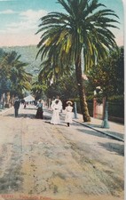 Viale Delle Palme Seaside Resort Nervi Italy Vintige Postcard  picture