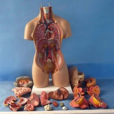 Human Torso 21''  Model Assembled Medical Human Anatomy Body Educational Science picture