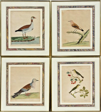 FOUR Framed ELEAZAR ALBIN Antique 1737 Copper Engraved Etching Lithograph Prints picture