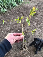 20 Wonderful Pomegranate Cuttings (Scions)  --NOT ROOTED YET picture