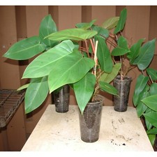 Red Emerald Philodendron starter plant 7