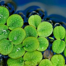 10+ Salvinia Minima (Water Spangles) Live Floating Aquarium Plants Easy Green picture