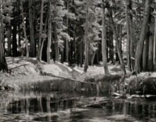 1921/72 Vintage ANSEL ADAMS Yosemite Pine Forest River Landscape Photo On 11X14 picture