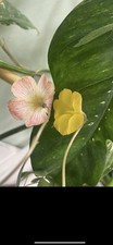 Oxalis Lasiorhiza South African bulbs picture
