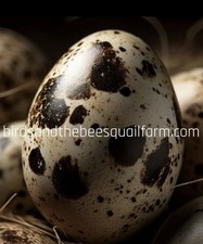 2 Dozen + 1 Dozen Free I , Jumbo Coturnix Hatching Eggs . NPIP / AI CLEAN.. picture