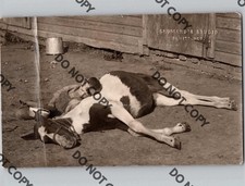 c1915 ADORABLE Country Boy Sleeping On Horse DEWITT Nebraska NE Summard RPPC picture