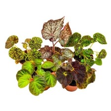 Harmony's Rhizomatous Begonia Assortment, 4 inch 5 Different Rhizo Begonias picture
