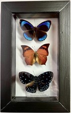 Three framed genuine butterflies - Peru - Noble Leafwing, Starry Night Cracker picture
