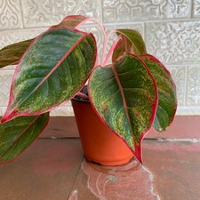Pink Red Siam Chinese Evergreen Aglaonema Plant - 6