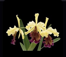 Cattleya dowiana f. aurea Excellente X Self Orchid Species 2” Compot 5+ Seedling picture