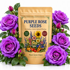 20 Purple Rose Seeds - Perennial Garden Flowers for Home Planting Outdoor Blooms picture
