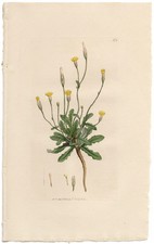 Antique 1800 Sowerby English Botany hand-colored engraving 575 Smooth Cat's-ear picture