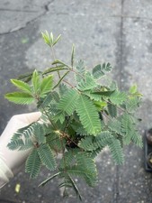 Sensitive Plant Mimosa Pudica Touch Sensitive Live Houseplant In 4” Pot picture