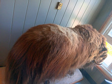 Musk Ox Full Body Standing Taxidermy Mount w/ Plaque Boone & Crockett 103 5/8 picture