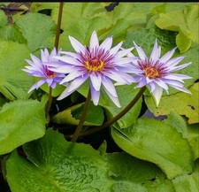 Woods Blue Goddess Tropical Waterlily Pre-Sale 2027 (3) picture