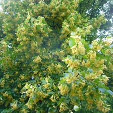 5 Tilia Caroliniana seёds, Caroliniana Linden tree, Medicinal tree SW70+TRACK № picture