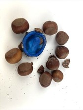 Novelty Party Prank, Joke, Condom in a Hazelnut, Party NUT Trick 10 Nuts picture