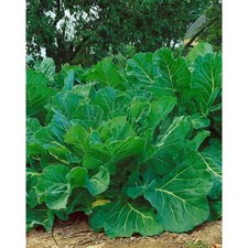 1,000 Kale Portuguese Seeds Couve tronchuda Non-GMO Heirloom  picture
