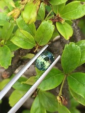 Cert. 1.94ct Natural Teal Sapphire Unheated Blue Green Vietnam Loose Gemstone picture