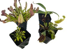 Carnivorous Plant Assortment – 4 Pack Mixed Species Collection - You Choose picture