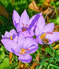 Saffron Fall Blooming Crocus - 10 bulbs picture