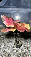 Caladium Hybrid Neramit picture