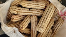 Oaxacan Olotillo White MEXICAN HEIRLOOM Corn Seeds (50) / TORTILLA CORN / RARE picture