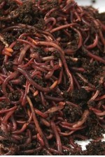 Live Red Wigglers Composting Worms, 1/2 lb (500 Count) Vermicomposting picture