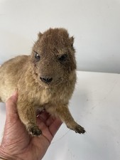 Taxidermy RARE Africa Rock Hyrax or Rock Dassie Lifesize mount AND Skull Bone picture
