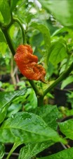 Super Hot Ghost Scorpion Pepper Seeds 10+ picture