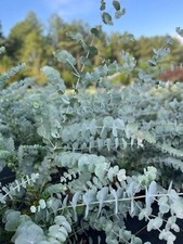 Eucalyptus Cinerea Silver Dollar Tree Live, Healthy Starter Plug Ready to Plant picture