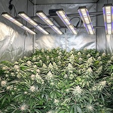 BA5000W Spider LED Hydroponic Grow Light Bar Full Spectrum for Commercial Grower picture