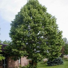 5 Tilia Americana seёds, American Linden tree seёds, Medicinal tree SW69+TRACK № picture