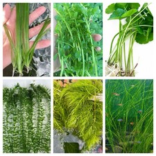 Beginner Live Aquarium Plant Bundle Live Aquarium  (35+ Stems)BUY 2 GET 1 FREE picture