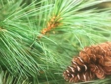 Qty-15 North Georgia Deep South Eastern White Pine Evergreen Rooted Seedlings picture