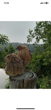 10 jumbo wild laying hens 2 males picture