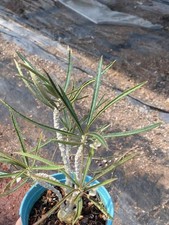 Rareplant Succulent Euphorbia waringiae OwnRoot Garden Décor Boutique picture