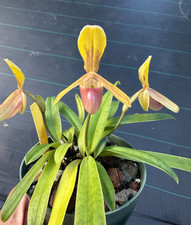 CUTE MINIATURE VIETNAM PAPH ORCHID SPECIES helenae IN FULL BLOOM picture