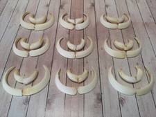 TOP boar guns tusks wild boar teeth tusks boar boar sow teeth trophy S-L picture