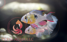 BOLIVIAN RAM | TOP QUALITY | TOP USA REPUTABLE SELLER | UPS OVERNIGHT picture