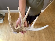 Huge COLOSSAL CHEWS Whole Deer Antler Dog Chew SALE #1 GRADE Massive Super Jumbo picture