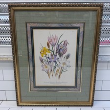 Antique Botanical Lithograph Crocus Day & Haghe c.1840s Framed Victorian Plate picture