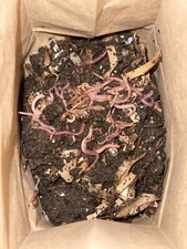 500 Premium Live Red Wiggler Worms, Composting Worms Vermiculture High Quality picture