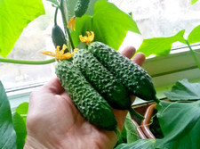 100 Seeds of cucumber Direktor F1 Nunhems Netherlands gherkin семена огурец picture