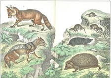 1886 Chromolithograph Schubert's Animals jackal, fox, hedgehog, shrew, mole more picture