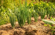 100 Warrior Bunching Onion Seeds Gardeners Favorite picture