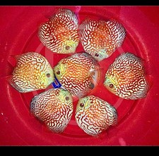 Pack of 2 Live  Discus Fish - Red Pigeon  -  Size 3.5in - 4in picture