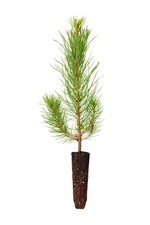 200 Loblolly Pine Seedling Plugs -  November Delivery  picture