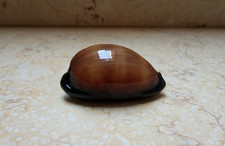 F cypraea exusta wow very great color F++++F+++ 62.4mm very rare red sea shell picture