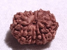 Natural Indonesian EGL Certificial Java 12 Mukhi Rudraksha 0.87 Gram picture